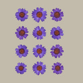 Dried pressed Daisy Flower-Purple